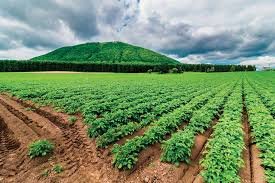 Sindh Government Introduces Crop Insurance in Larkana and Ghotki Districts