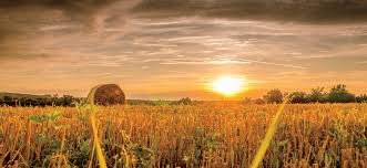 Sindh Agricultural Experts Develop 22 New Crop Varieties to Boost Yields with Less Water