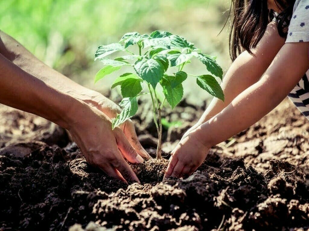 18,000 Indigenous Trees to Be Planted in Islamabad in Partnership with OGDCL